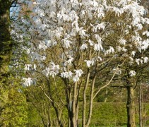 Magnolia loebnerii 'Merrill'