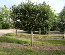 Tilia europaea 'Pallida'
