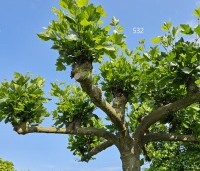 Platanus hispanica - Plataan - 4