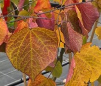 Cercis canadensis 'Forest Pansy' - Amerikaanse judasboom - 7