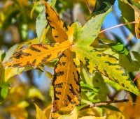 Liquidambar styraciflua 'Palo Alto' - Amberboom 'Palo Alto' - herfst