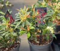 Pieris japonica 'Forest Flame' - Pieris 'Forest Flame' - 2