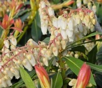 Pieris japonica 'Forest Flame' - Pieris 'Forest Flame' - bloei in maart