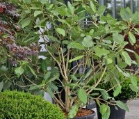 Magnolia sargentiana - Groot blad en grote bloem. Magnolia Sargentiana - 10