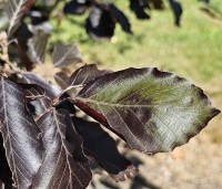 Fagus sylvatica 'Riversii' - Rode Beuk 'Riversii' - blad in juni