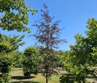 Fagus sylvatica 'Riversii' - Rode Beuk 'Riversii' - 1