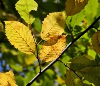 Carpinus betulus - Haagbeuk - 2
