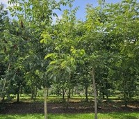 Juglans regia 'Coenen' - Walnoot 'Coenen' - 2