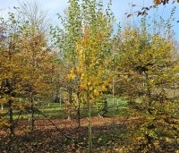 Acer rufinerve  - Streepjesbast Esdoorn - 1