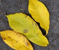 Asimina triloba - Pawpaw - 2