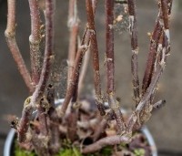 Ribes nigrum 'Titania' - Zwarte bes 'Titania' - vertakking meerjarige planten