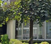 Ulmus 'Camperdownii' - Prieel-iep - nazomer