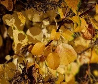 Hydrangea anomala subsp. petiolaris - Klimhortensia - herfst