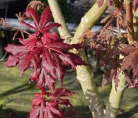 Acer palmatum 'Trompenburg' - Japanse Esdoorn 'Trompenburg' - 1