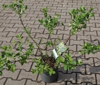 Lonicera caerulea 'Kamtschatica' - Honingbes 'Kamtschatica' - 2