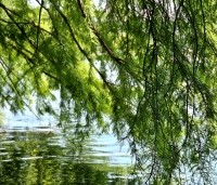 Taxodium distichum - Moerascypres - 6