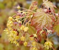 Acer platanoides 'Globosum' - Bol esdoorn 'Globosum' - bloei in het voorjaar