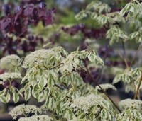 Cornus controversa  'Variegata' - Reuze kornoelje  'Variegata' - 2