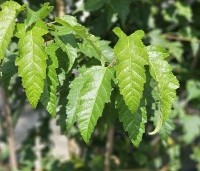 Acer tataricum subsp. ginnala - Esdoorn - 1