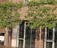 Pyrus calleryana 'Chanticleer' - Sierpeer - 2