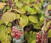 Rubus phoenicolasius - Japanse wijnbes - 1