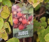 Rubus phoenicolasius - Japanse wijnbes - 2