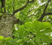 Aesculus hippocastanum - Witte paardenkastanje - 6 mei 2024