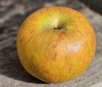 Malus dom. 'Cox Orange Pippin' - Malus 'Cox' - 1