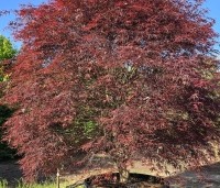 Acer palmatum 'Atrolineare' - Japanse esdoorn 'Atrolineare' - 3