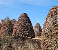 Fagus sylvatica - Groene beuk - 2