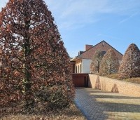 Fagus sylvatica - Groene beuk - 1