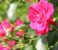 Rosa 'Heidetraum Plus' - Klimroos 'Heidetraum Plus' - 1