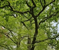 Quercus robur - Zomereik - kroon 5 mei