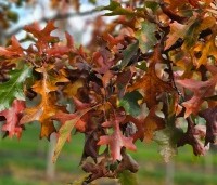 Quercus palustris - Moeraseik - 3