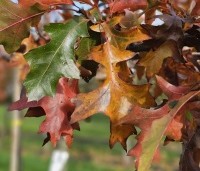 Quercus palustris - Moeraseik - 6