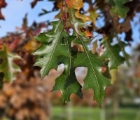 Quercus palustris - Moeraseik - 5