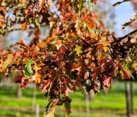Quercus palustris - Moeraseik - 4