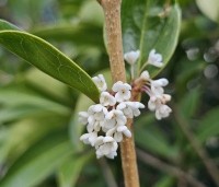 Osmanthus armatus - Schijnhulst - 2