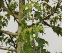 Acer tataricum subsp. ginnala
