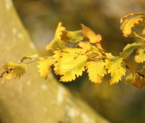 Zelkova serrata herfstkleuren