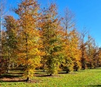 Fagus sylvatica 'Atropunicea' - Rode beuk - herfst kwekerij locatie Vaassen