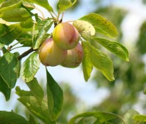 Prunus domestica 'Opal'