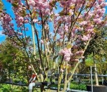 Prunus 'Kanzan' 