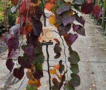 Cercis canadensis 'Ruby Fall's'