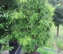 Valse Christusdoorn  ‘Elegantissima' voorbeeld in pot