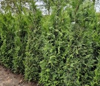 Thuja plicata 'Martin' - 180-200 cm kluit