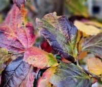 Parrotia persica 'Cherry Tips' - Perzisch IJzerhout 'Cherry Tips' - 5