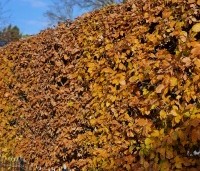 Fagus sylvatica - Groene beuk - 1