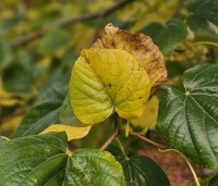 Tilia x europaea 'Euchlora' - Linde - 4
