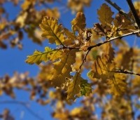 Quercus pubescens - Donzige eik - 2